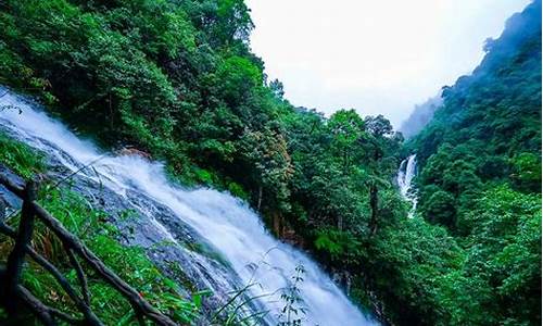 丽水松阳箬寮原始林区旅游攻略_丽水松阳箬寮原始林景区